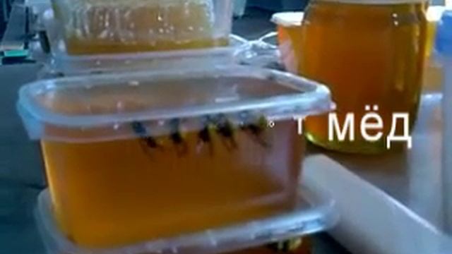 Осы воруют мёд смотреть онлайн
