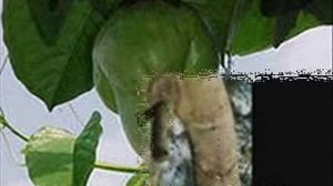 смешные явления природы