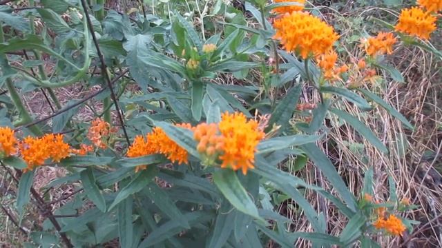 Orange Butterfly Weed (Asclepias Tuberosa) смотреть онлайн