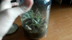 ОБЗОР МОЕЙ ЭКОСИСТЕМЫ В БАНКЕ - ВЕЧНЫЙ ТЕРРАРИУМ