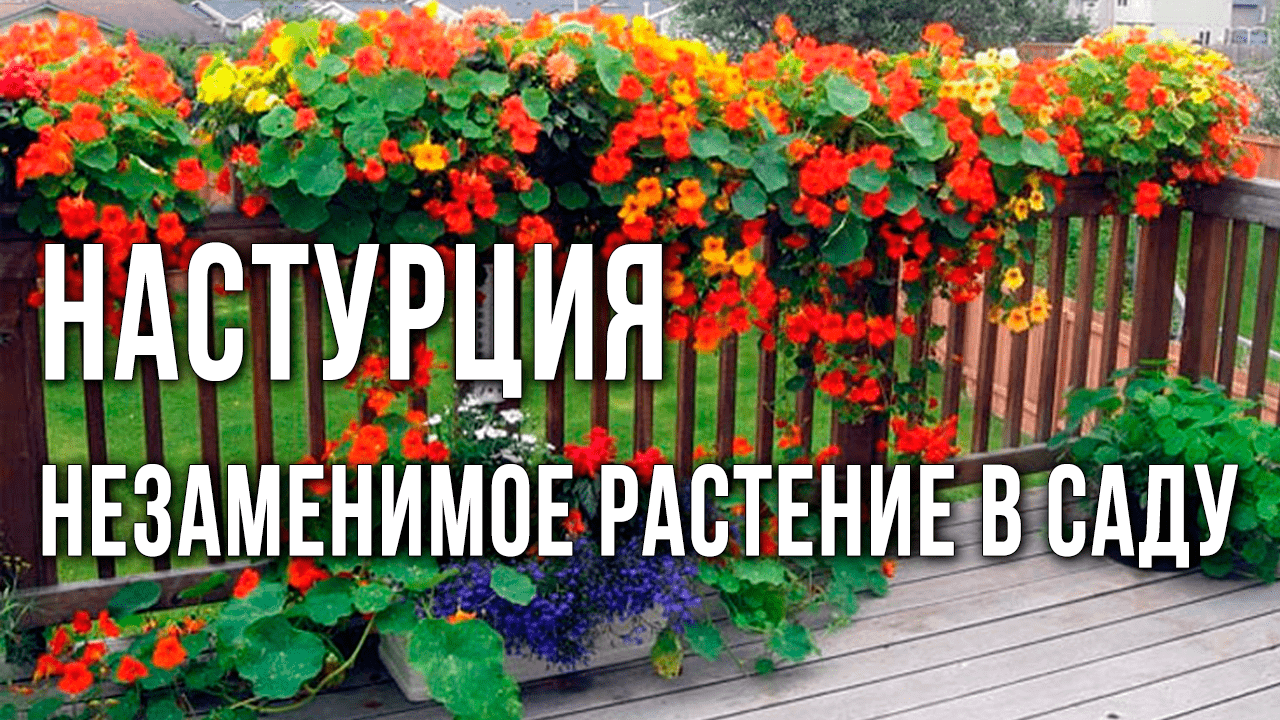 Схема посадки настурции в ящик