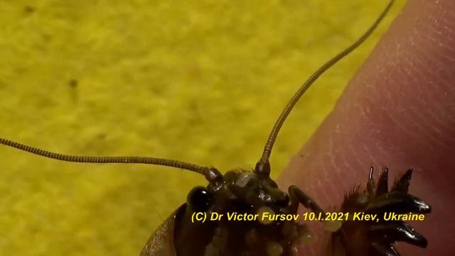 Монстр На Вашей Даче: Макро Портрет Медведки - Пожирателя Корешков на Вашем Огороде! смотреть онлайн