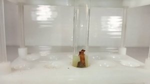 Реакция МЕДИ и НИТРАТА РТУТИ. Получение РТУТИ. Опыты по химии в домашних условиях.Copper and mercur