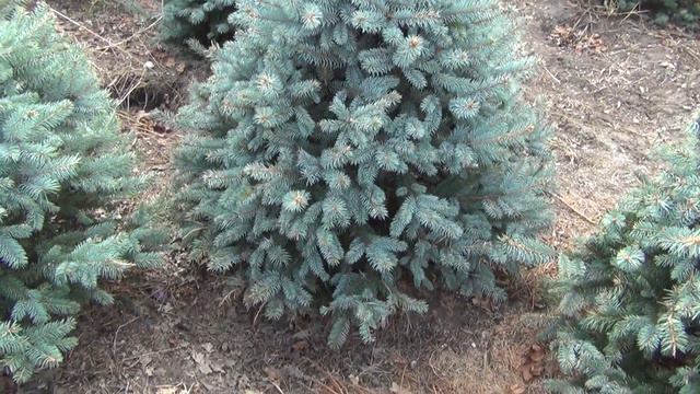 16591 Елка в горшке колючая Голубая 1.00 – 1.20 м смотреть онлайн