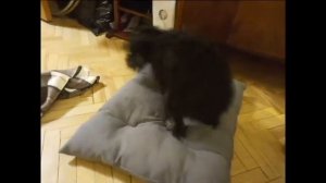 Тоби за 3 минуты выполняет команду "СПАТЬ"