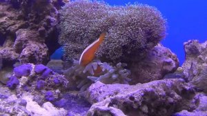 Аквариумная рыбка, Рыба клоун, Amphiprion sandaracinos