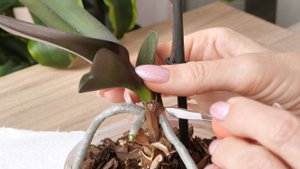 Орхидея с цветоносом из точки роста ГИБНЕТ, на ней ДВЕ ДЕТКИ.