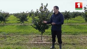 Особенности европейских сортов фундука в сюжете передачи "Дача"