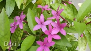 #eranthemumlaxiflorum #shootingstar  eranthemum laxiflorum /star flower/purple star care..105