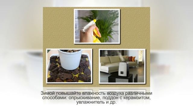 АЛЬТЕРНАНТЕРА, неприхотливое растение для сада, дома и аквариума. Особенности ухода смотреть онлайн