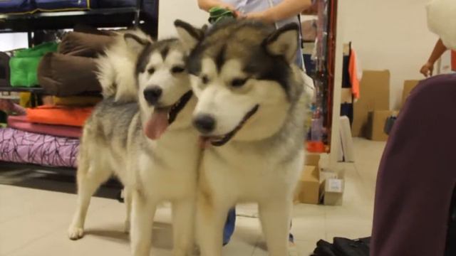 Выставка собак CACIB "Белые ночи" 29 и 30 июня 2013 г Экспоцентр Гарден Сити смотреть онлайн