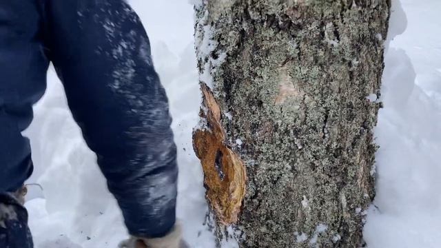 Снова за чагой. Засадили снегоход. В этот раз повезло смотреть онлайн