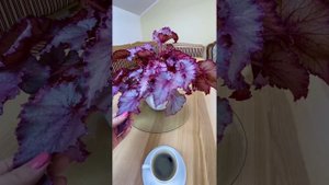 Бегония DS-Мармеладка