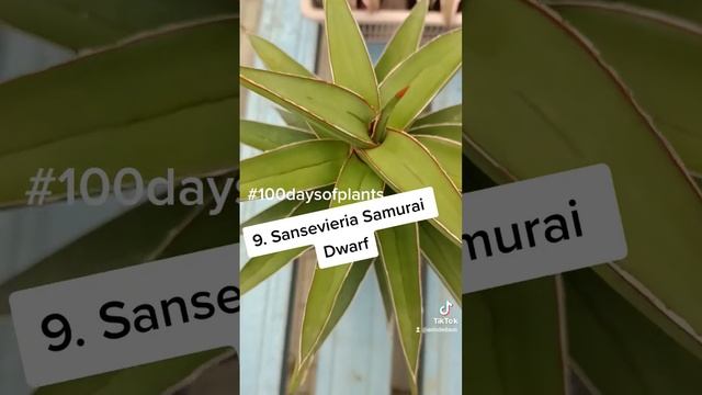 Day 9 Sansevieria Samurai Dwarf #plantchallenge #tanampokok #sansevieria #100dayschallenge #day9