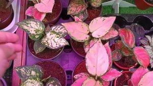 ☃️Леруа Мерлен?Комнатные Цветочки?