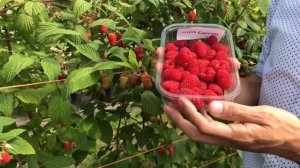 Glen Carron Raspberry