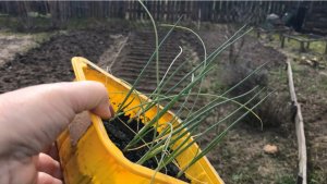 Высадка рассады лука Русский размер  Эксибишен В  открытый грунт