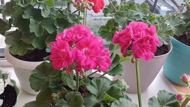 #32 С добрым утром. смотреть онлайн