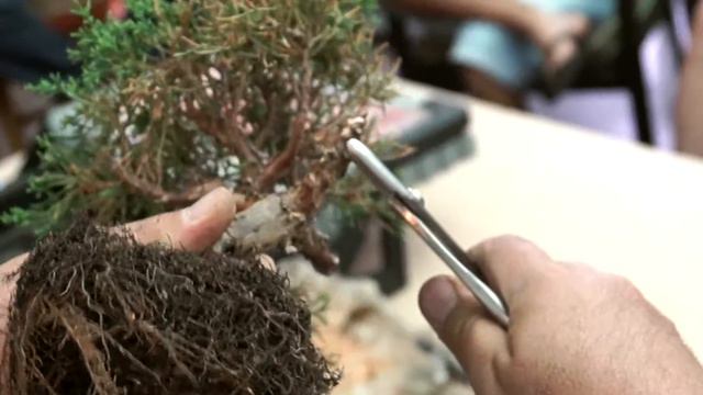 Curso Iniciación al Bonsai Septiembre 2015 Centro de Jardinería Viveros Murcia смотреть онлайн