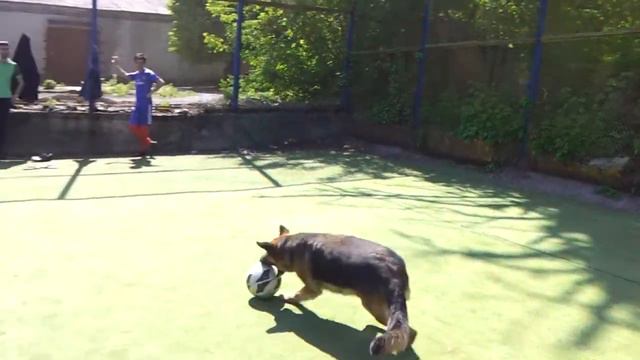 Немецкая овчарка играется с мячом. смотреть онлайн