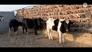 #SOMGOR СОМГОР БОЗОРИ 30 10 2021 #somgor_tv