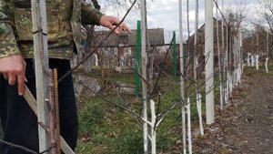 Отличие польского саженца от нашего