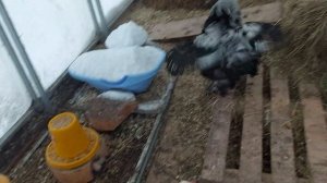 Зимнее содержание кур в теплице. Крепкий мороз.