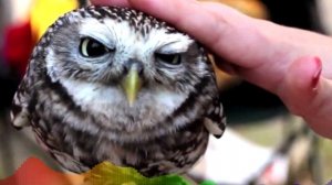 Милая музыка