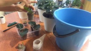 Как укоренить бегонии элатиор листом