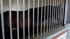 Хреновской конный завод. Жеребцы.