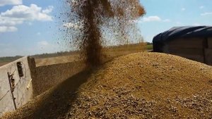 Уборка семян люцерны сорта "ВЛАСТА" - 17.08.2016 г. Alfalfa Seed Harvest 2016