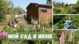 Мой САД В ИЮНЕ / Влог 2021