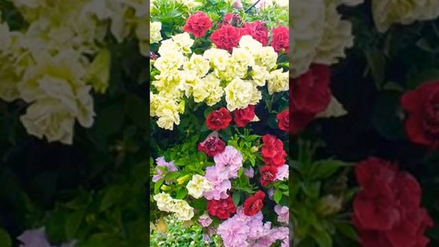 МНОГОЦВЕТКОВАЯ ПЕТУНИЯ махровая белая СОНАТА #shorts #цветы #ПЕТУНИЯ смотреть онлайн