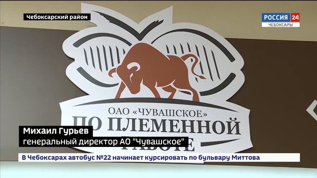В АО "Чувашское" по племенной работе продемонстрировали лучших породистых быков-производителей смотреть онлайн