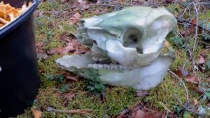 Рыбалка и Грибалка в октябре на Вуоксе в Барышево 2018.