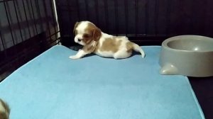 Щенки ККЧС, 24-04-2022