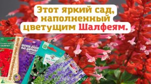 Этот яркий сад, наполненный цветущим Шалфеям (Salvia).?