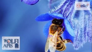 07.05.20 г. Z-рация, канал "Творческое пчеловодство", Апитерапия