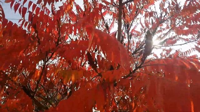 Сумах оленерогий в октябре смотреть онлайн