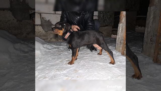 Ротвейлер 90 дней от роду, вес 10кг. смотреть онлайн