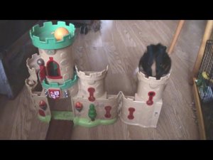 морская свинка Белочка вокруг замка янв2022