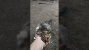 Кот ? Васька и ремонт рулевой рейки.Ситроен Ксара Пикассо.20.07.23 г.