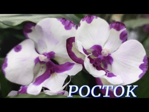 №878/ ОБЗОР красивых ОРХИДЕЙ в с/ц РОСТОК