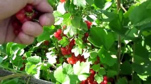 Красная смородина  сорт Дана