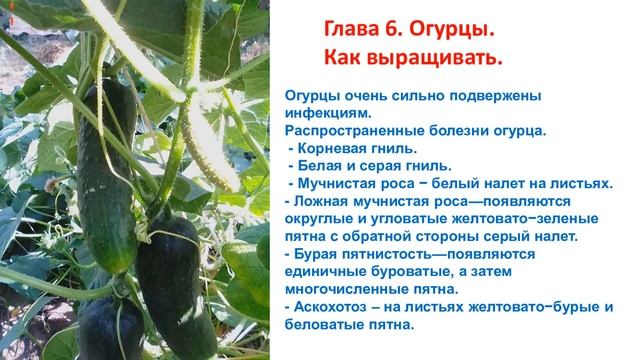 ? Как выращивать экологически чистые овощи на даче. Презентация моей новой книги.