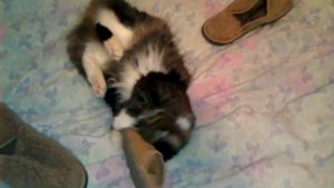 Кот и тапки из верблюжьей шерсти. Cat and shoes made of camel hair