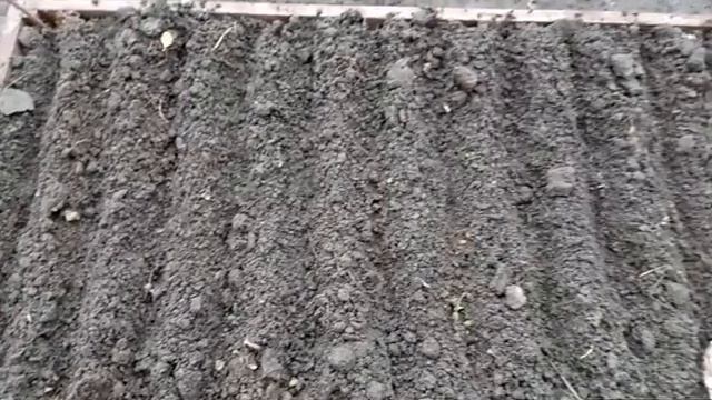 Что посадить под зиму? смотреть онлайн