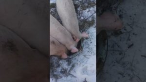 Каша для свиней.Варим поросятам
