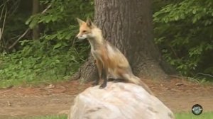 Так звучит тайга? Голоса диких животных в таежном лесу