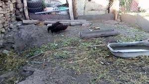 Утки "Каюга"
